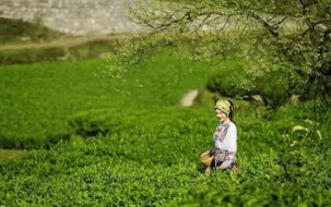 和金價媲美的黃金茶，到底是什么？